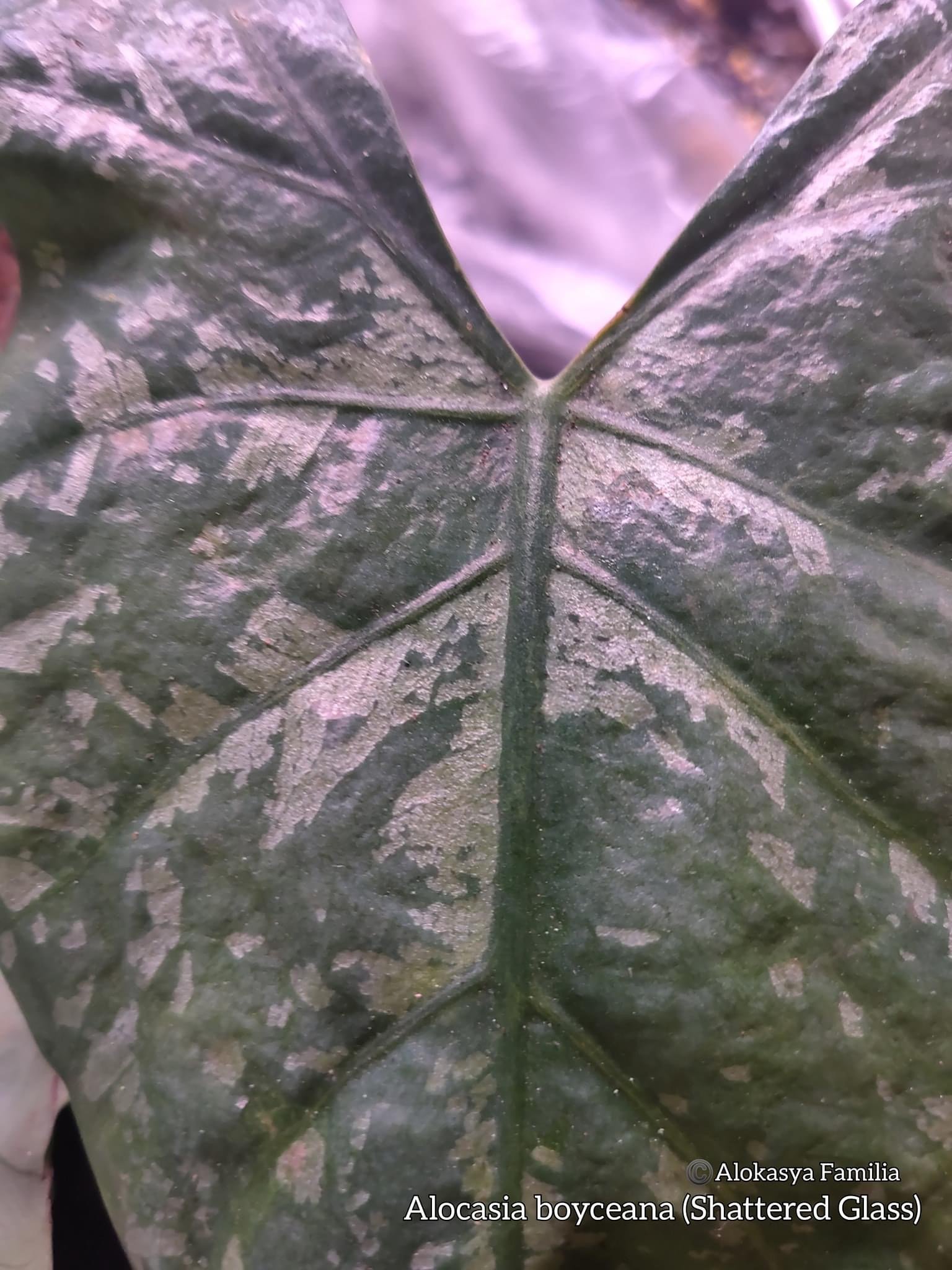 ALOCASIA HETEROPHYLLA 'SHATTERED GLASS' — Aroidpedia